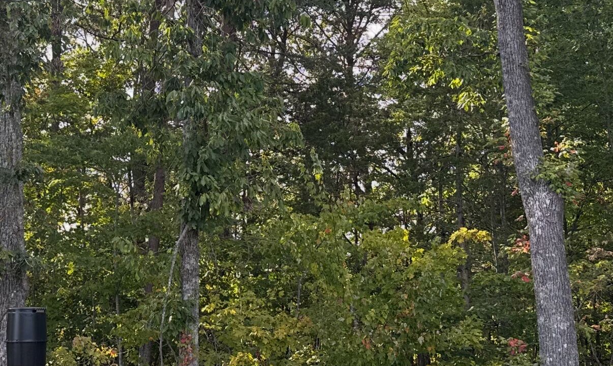 Photo of Outdoor in Somerset