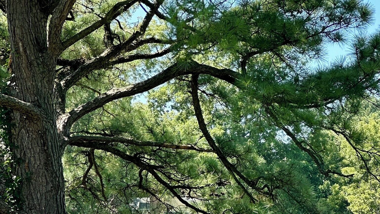 Photo of Outdoor in Sherwood