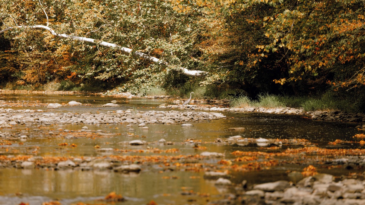 Photo of Others in Spring Creek