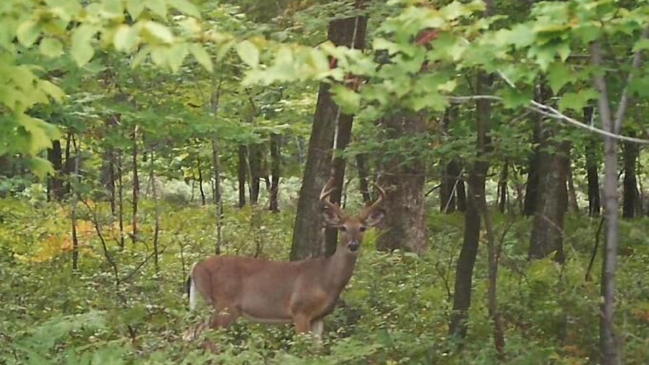 Photo of Outdoor in Tamiment