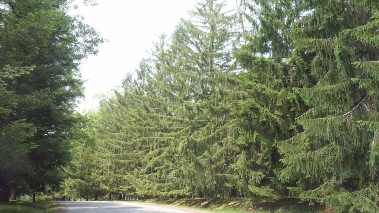 Photo of Outdoor in Tamiment