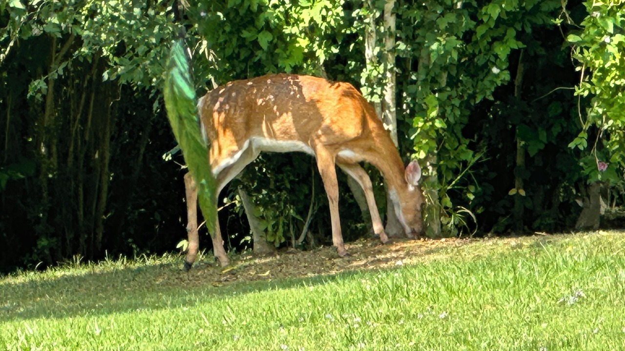 Photo of Outdoor in Everett
