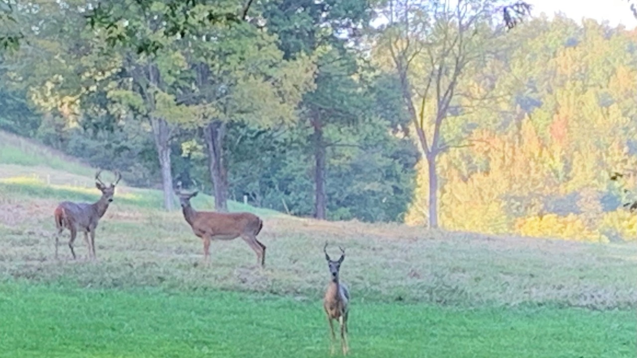 Photo of Outdoor in Pulaski