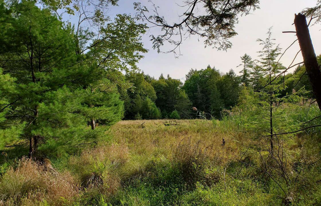 Photo of Outdoor in Sparrow Bush