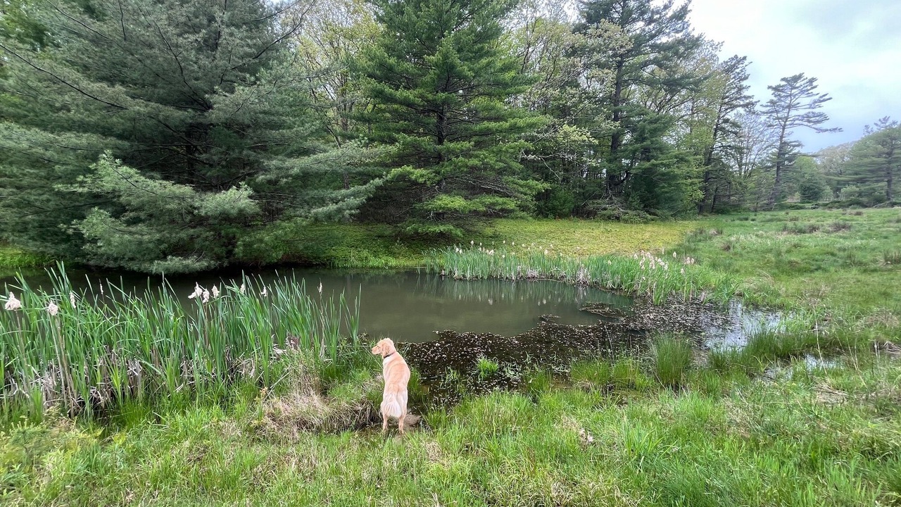 Photo of Outdoor in Sparrow Bush