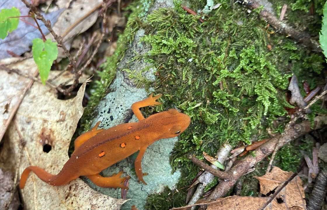Photo of Outdoor in Sparrow Bush