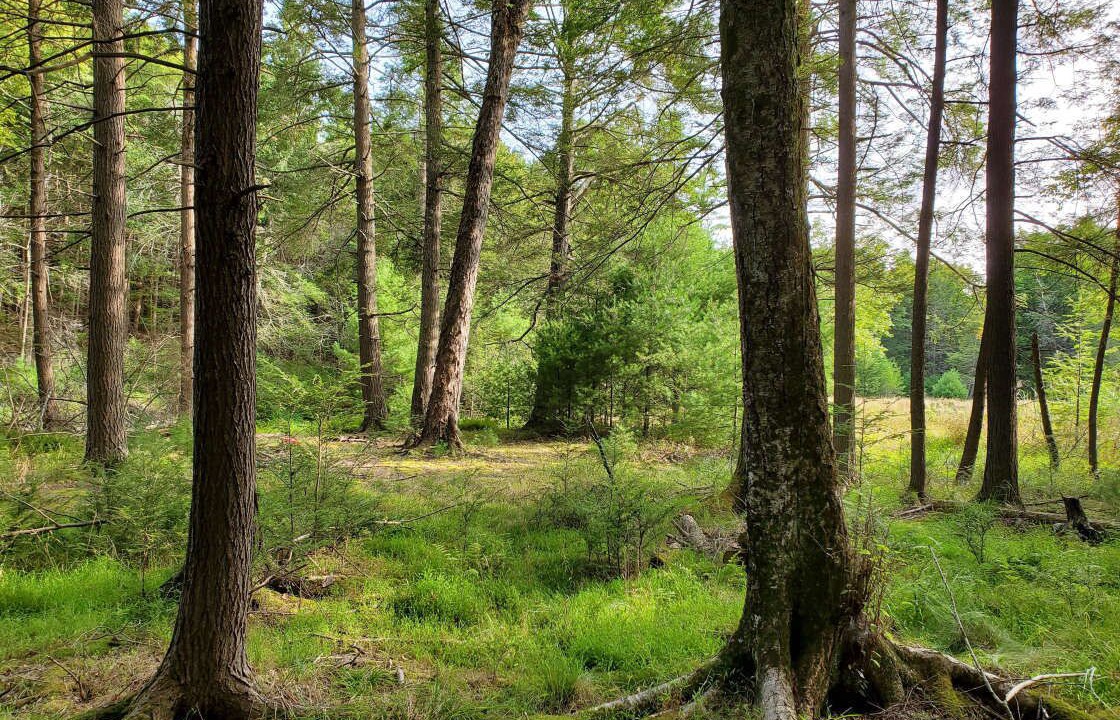 Photo of Outdoor in Sparrow Bush