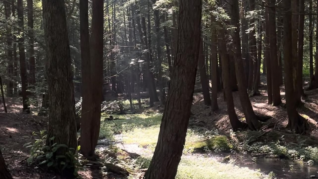 Photo of Outdoor in Shinglehouse