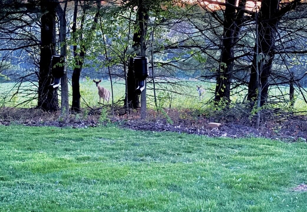 Photo of Others in Mineral City