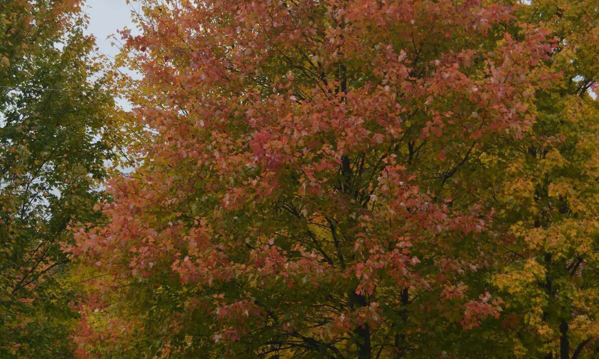 Photo of Outdoor in Carlton