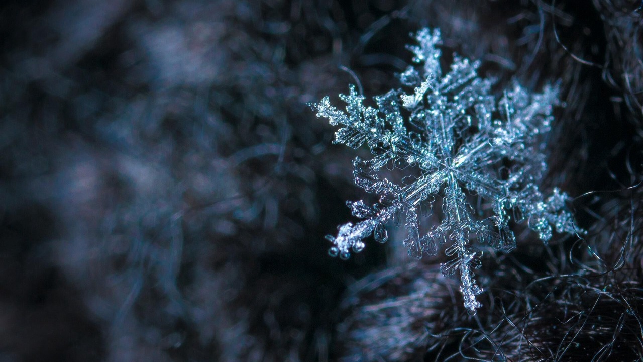 Photo of Others in Snowshoe