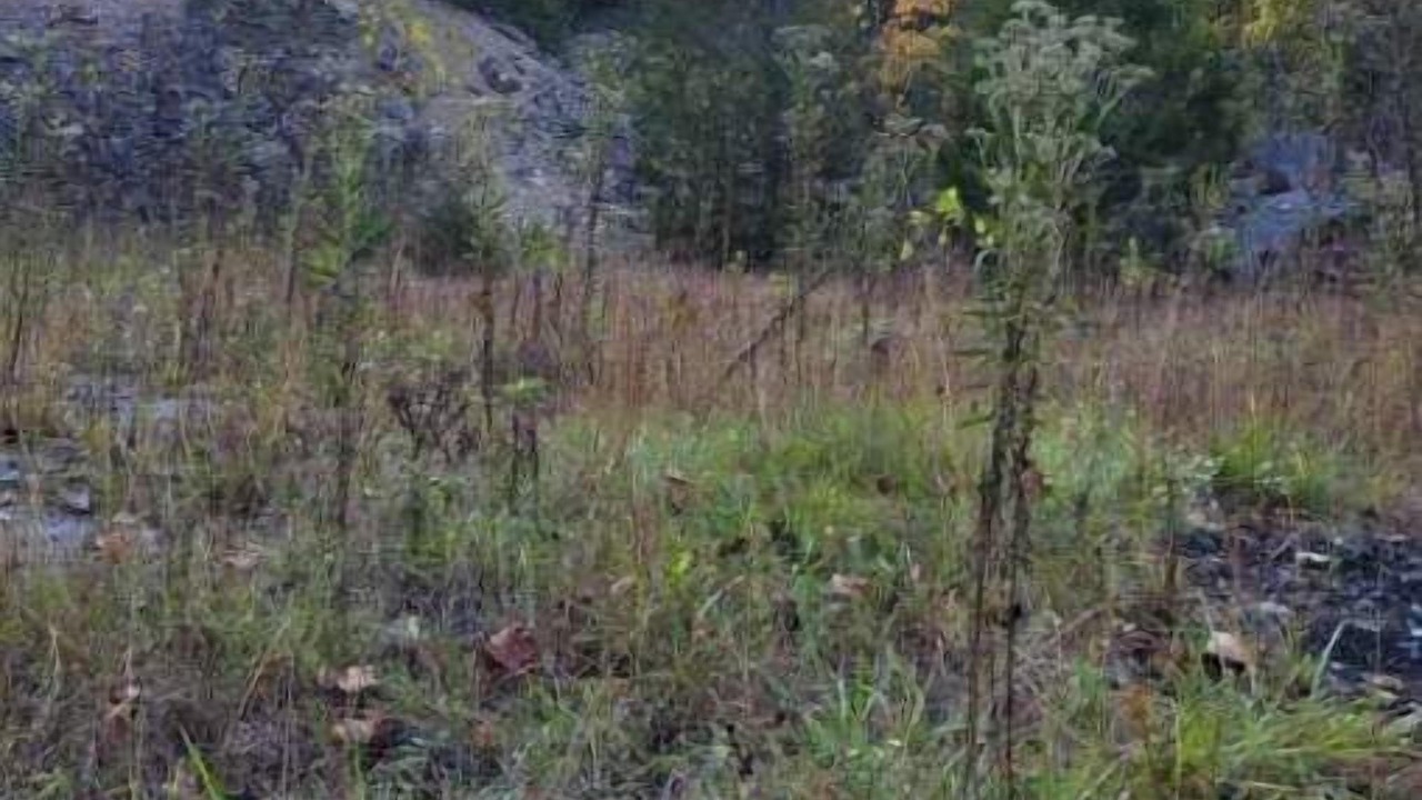 Photo of Outdoor in Freedom