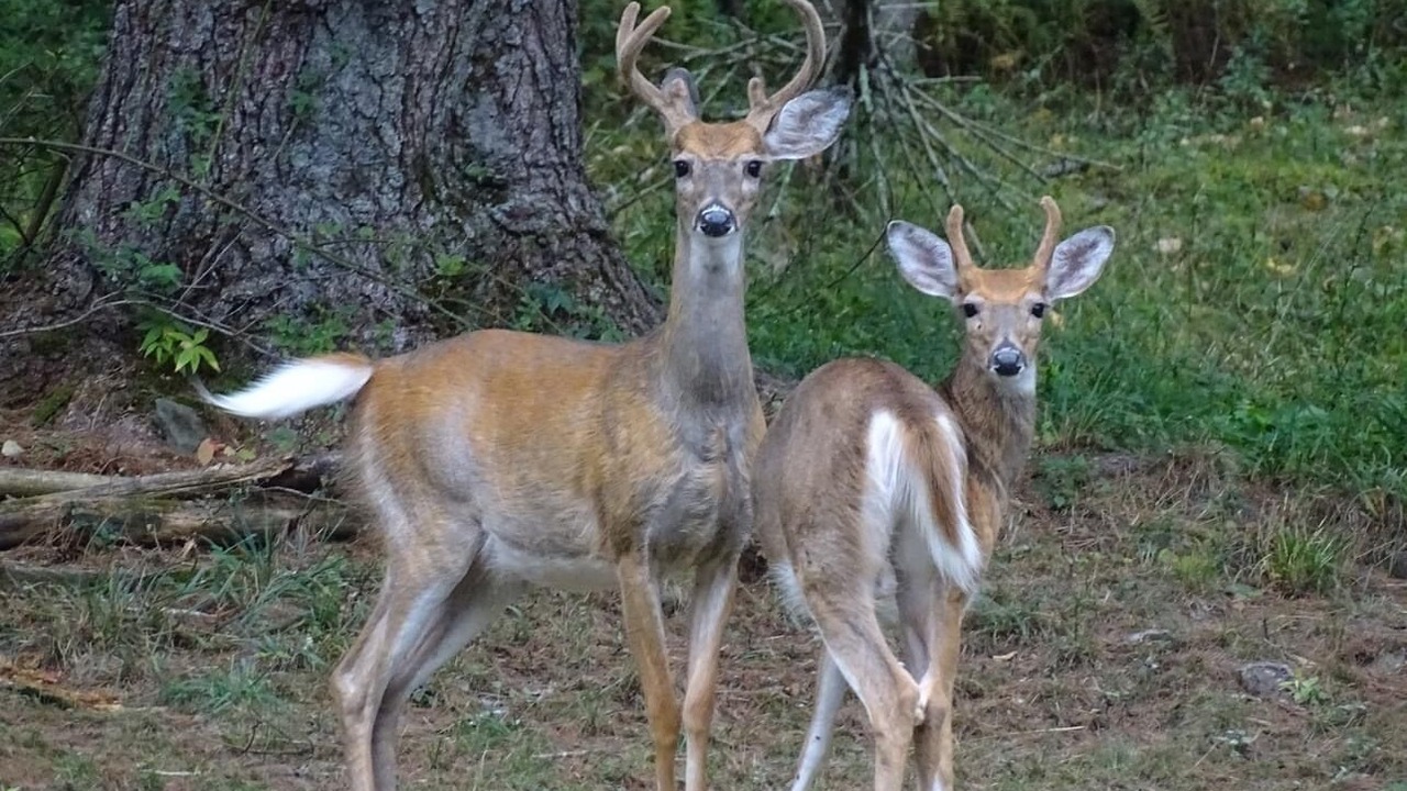 Photo of Outdoor in Roscoe