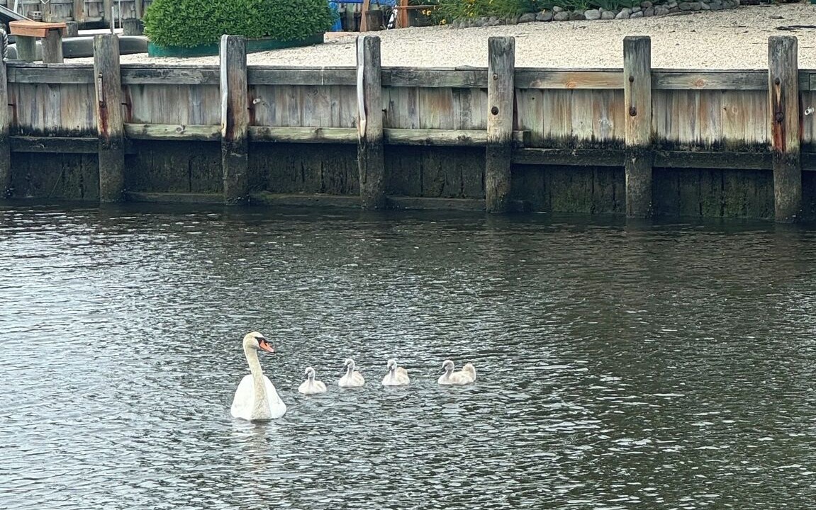 Photo of Others in Little Egg Harbor