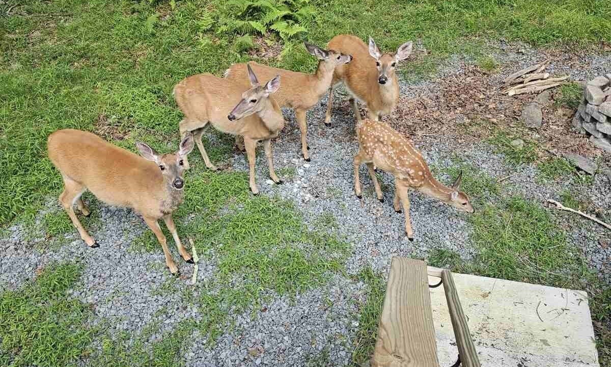 Photo of Outdoor in Lackawaxen