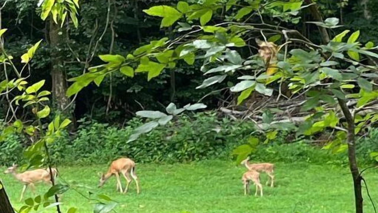 Photo of Outdoor in Monticello
