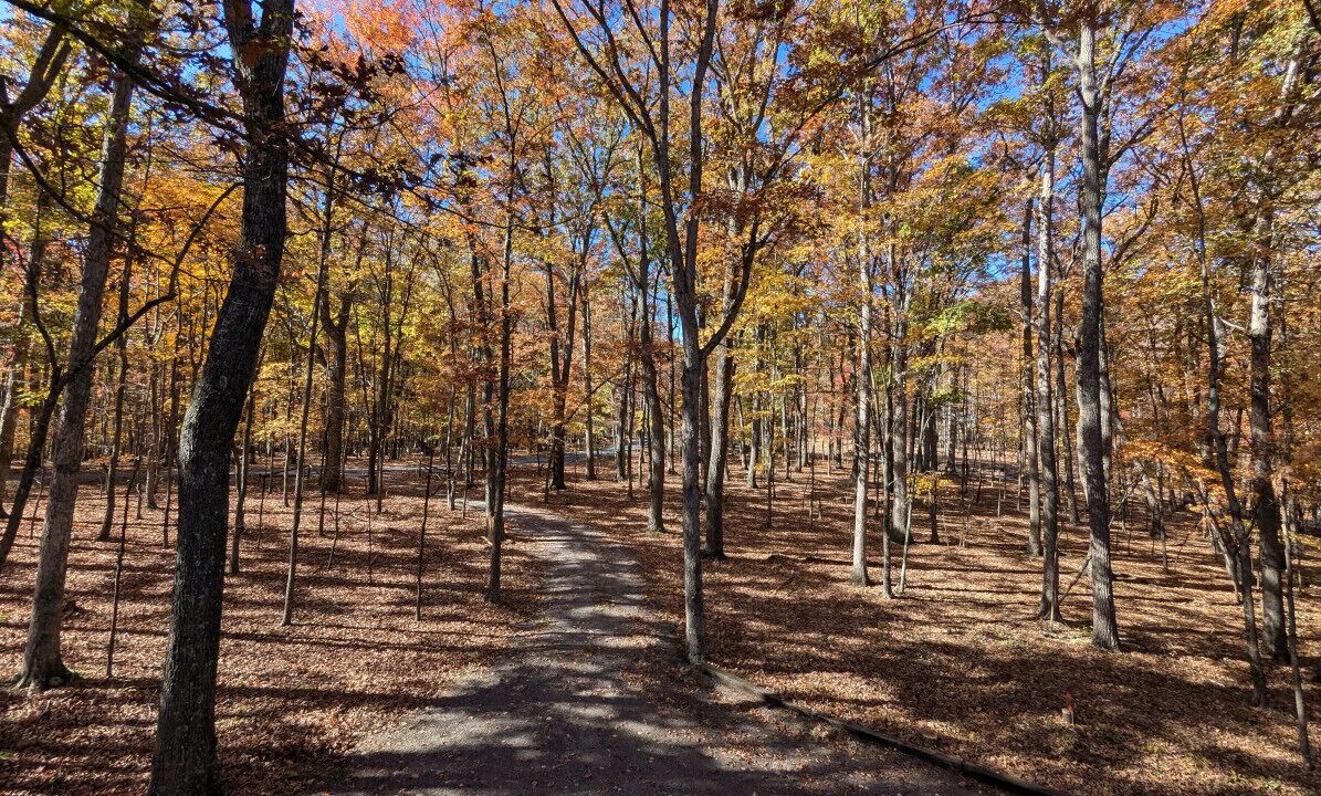 Photo of Others in Great Cacapon