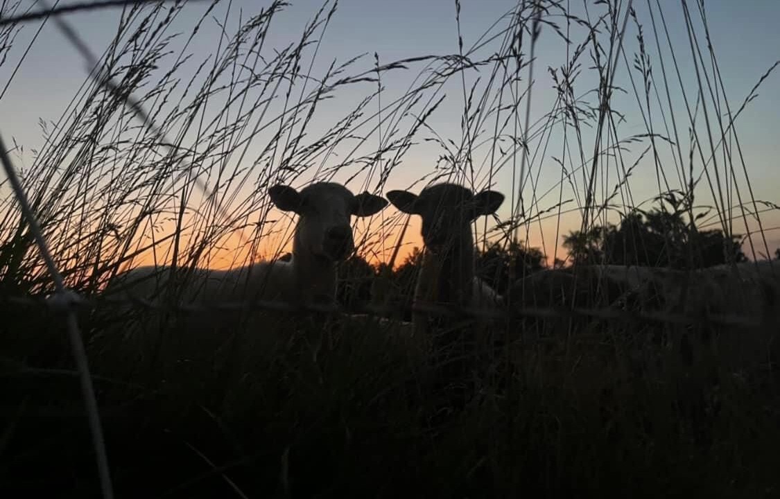 Photo of Others in Strange Creek