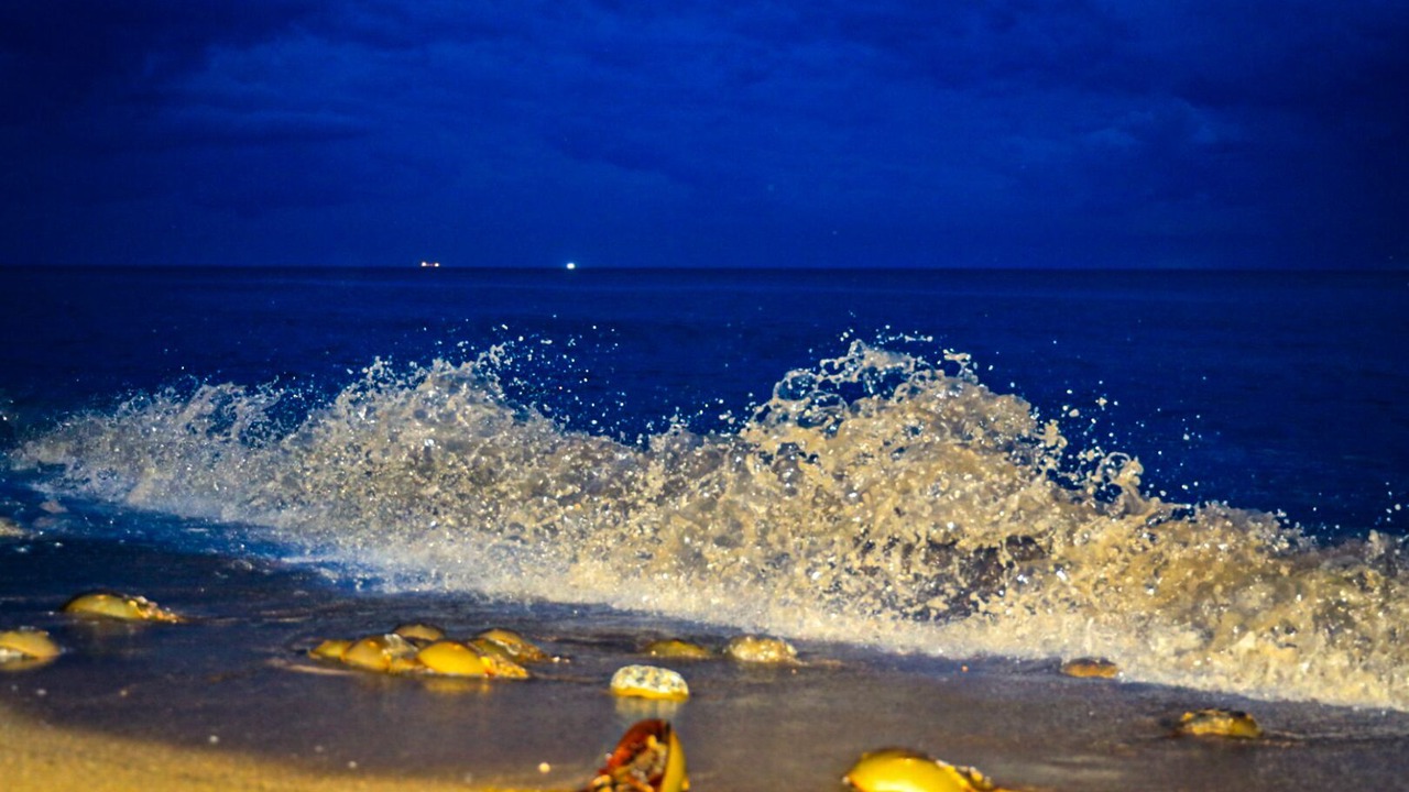 Photo of Others in Prime Hook Beach