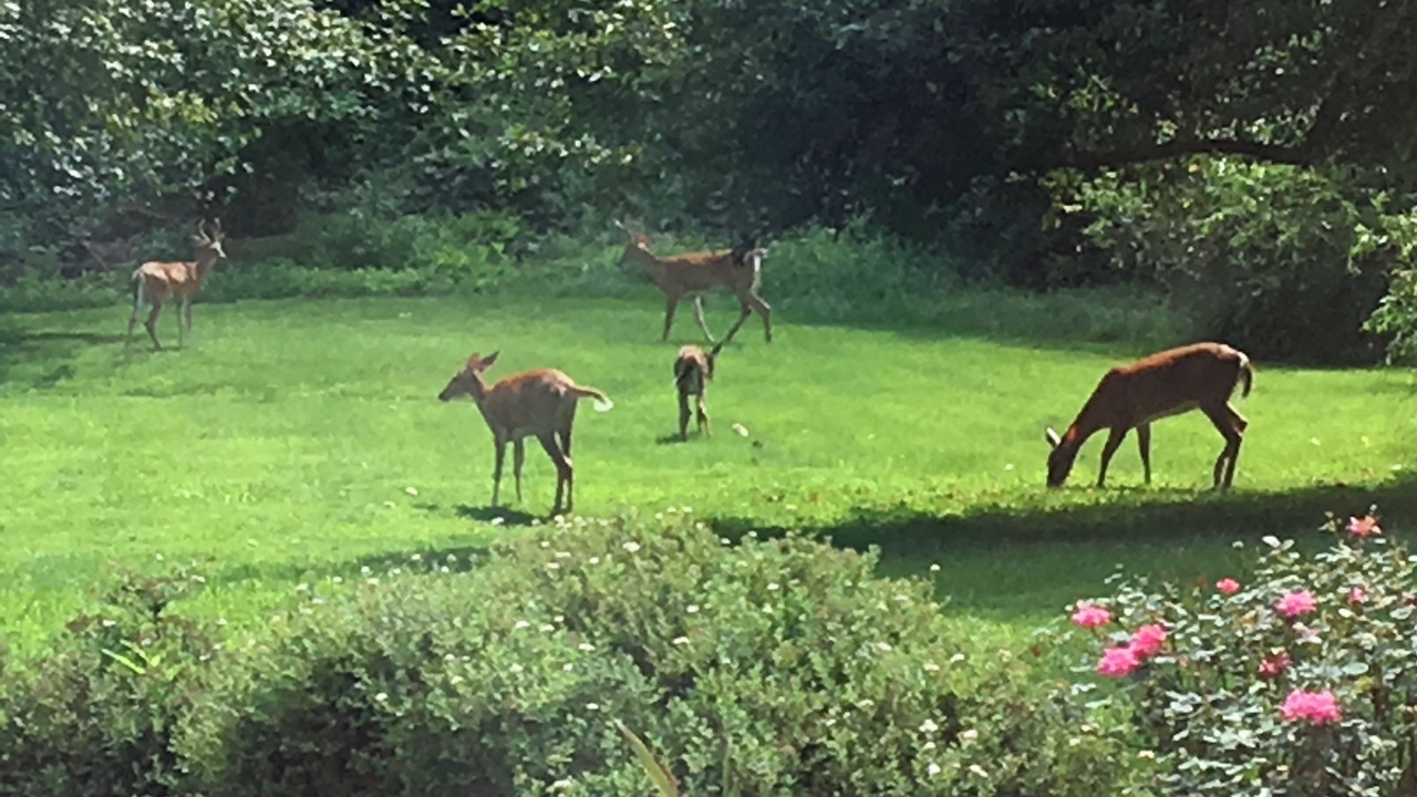 Photo of Others in Morrisville
