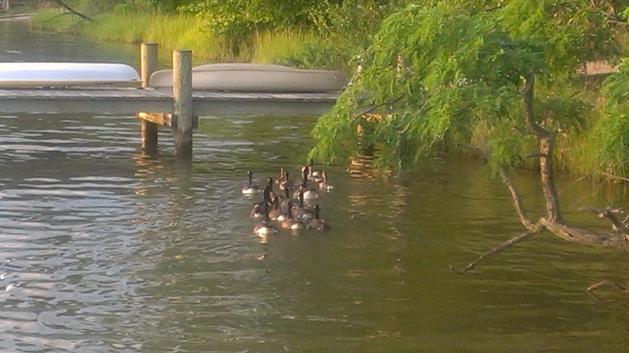 Photo of Others in Cape Anne