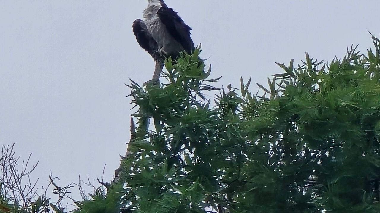 Photo of Others in Cape Anne