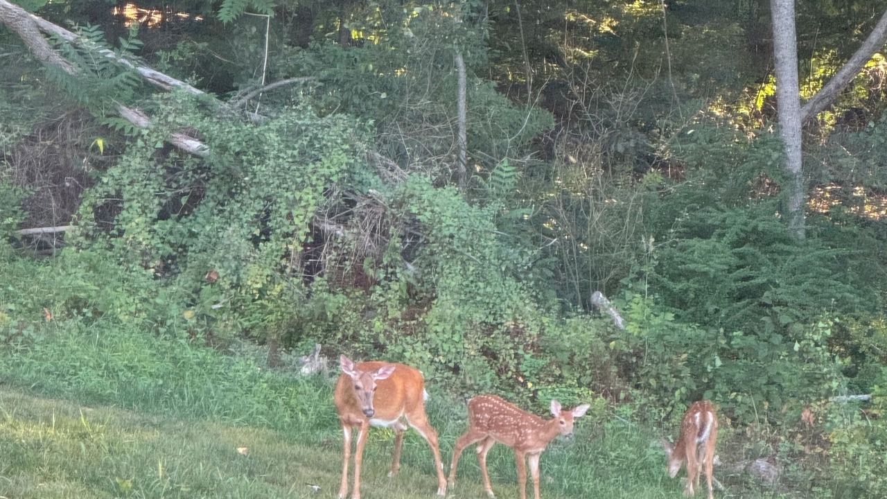 Photo of Others in Saxton