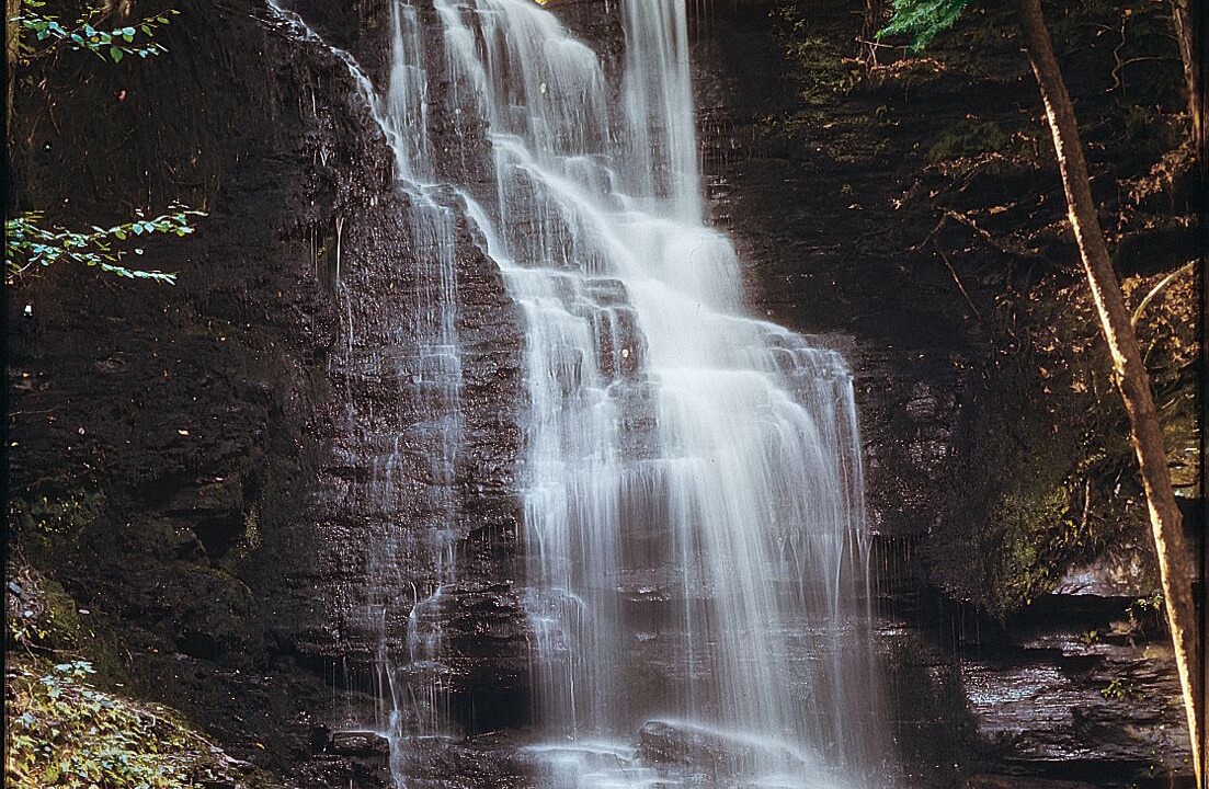 Photo of Others in Canadensis