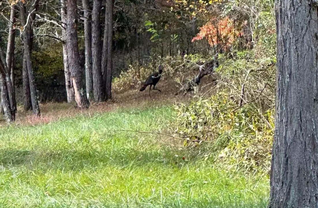 Photo of Others in Rockbridge