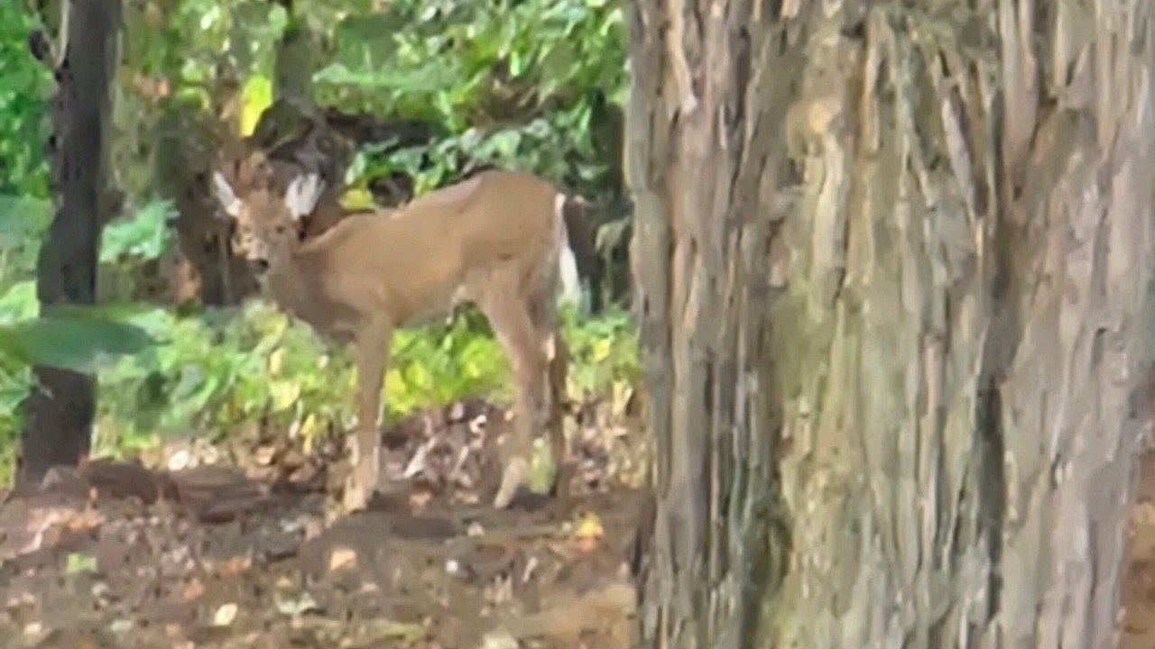 Photo of Others in West Springfield