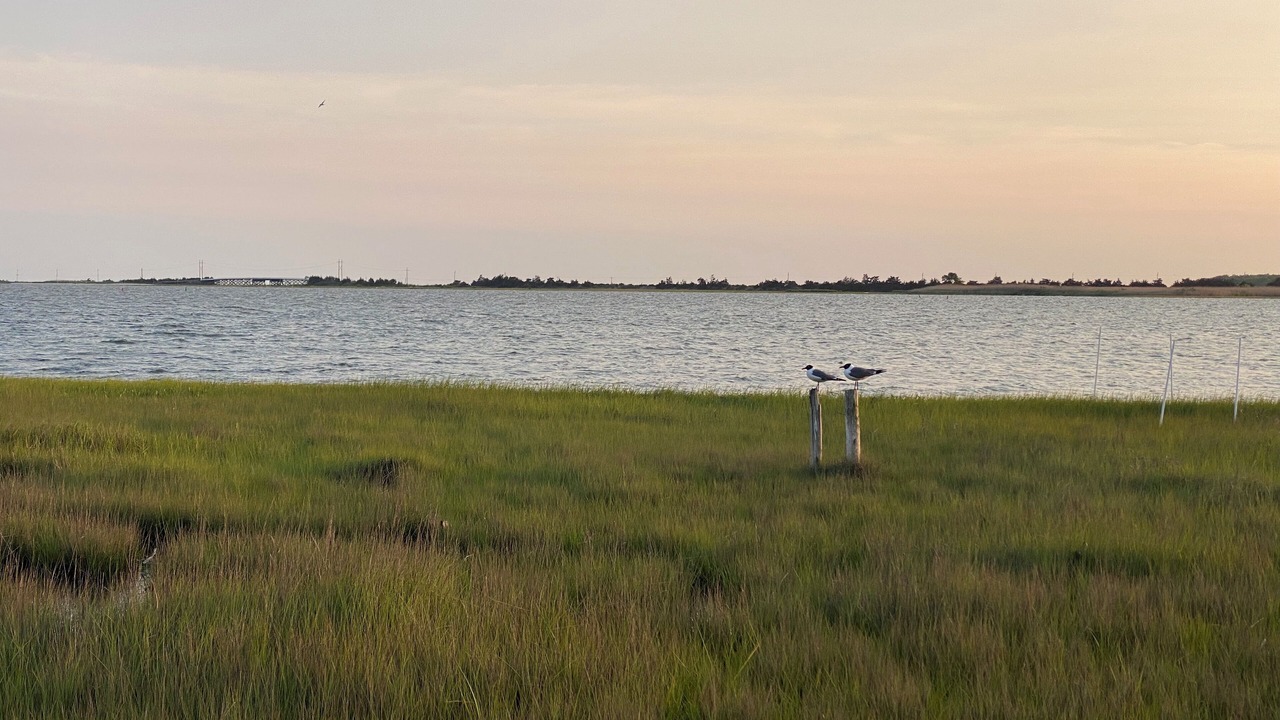 Photo of Others in Tuckerton Beach