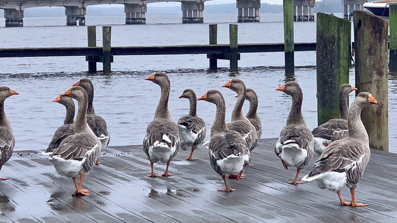 Photo of Others in Chestertown