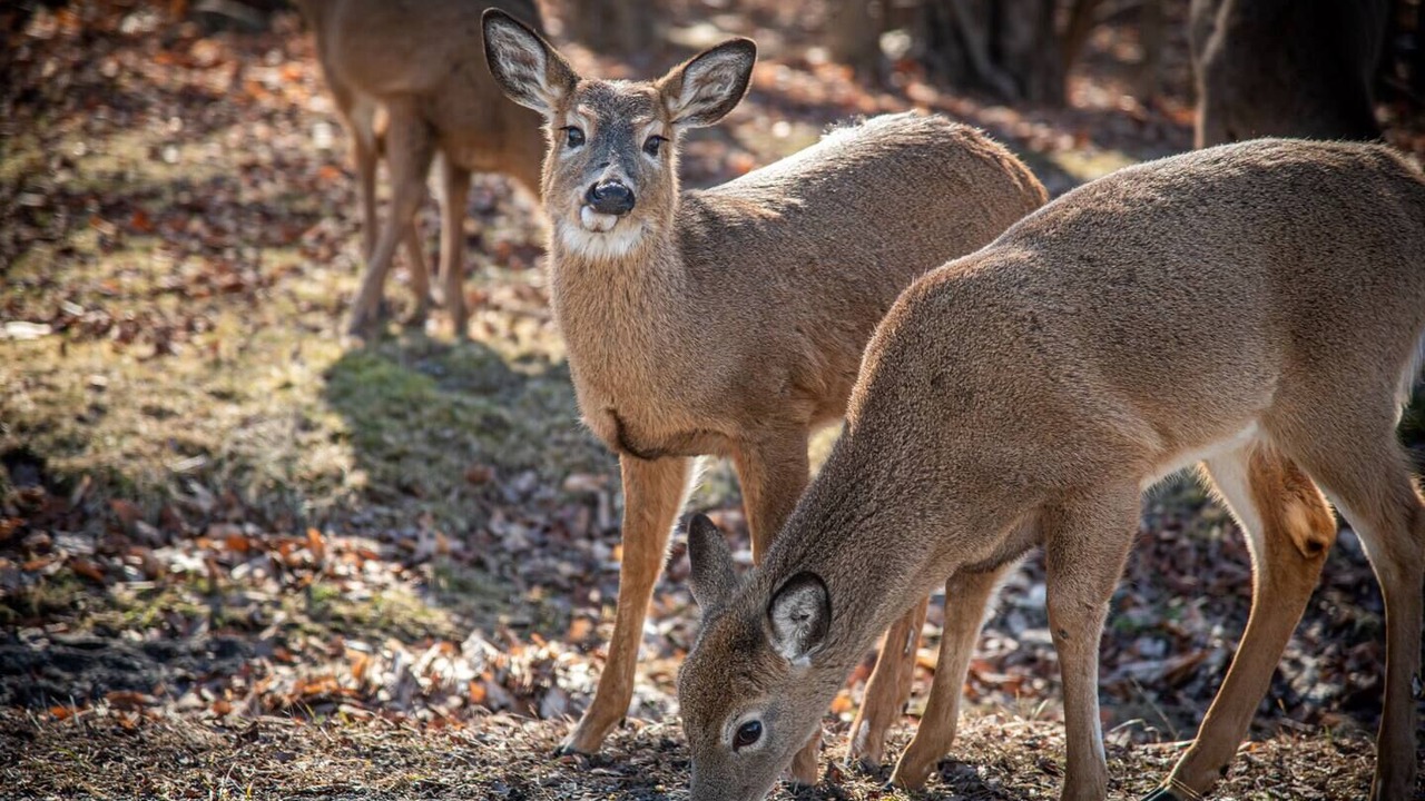 Photo of Others in Gouldsboro