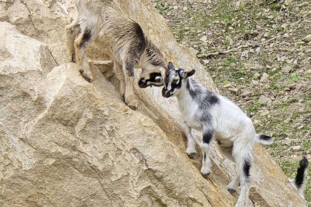 Photo of Others in Coal Fork