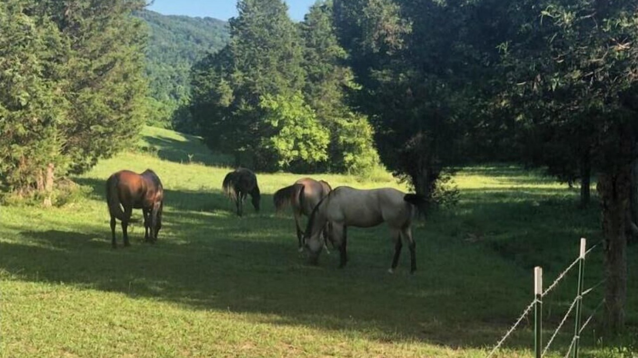Photo of Others in Rogersville