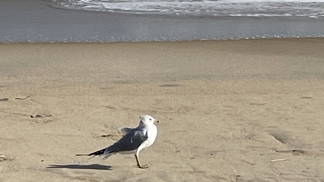 Photo of Others in Rehoboth by the Sea