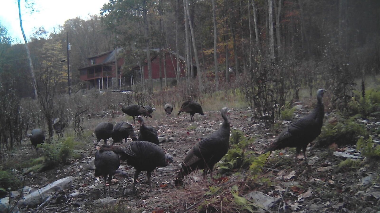 Photo of Others in Lackawaxen