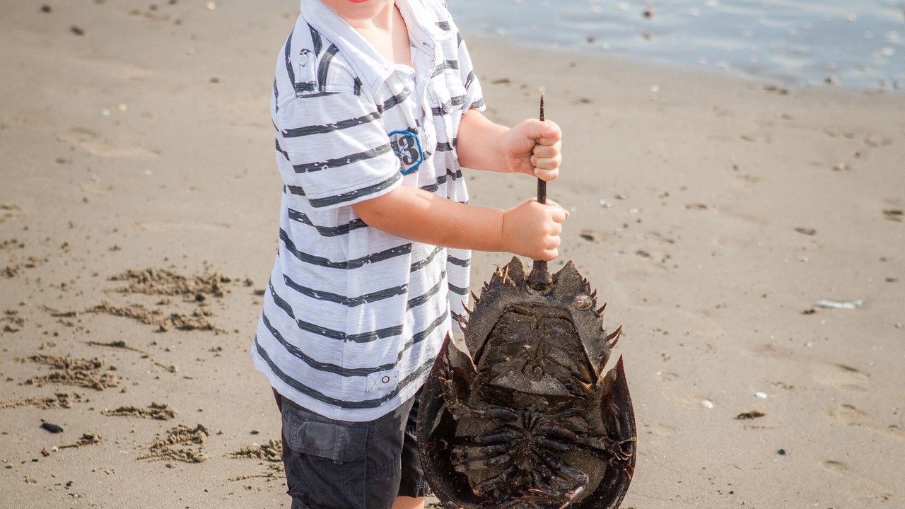 Photo of Others in Broadkill Beach