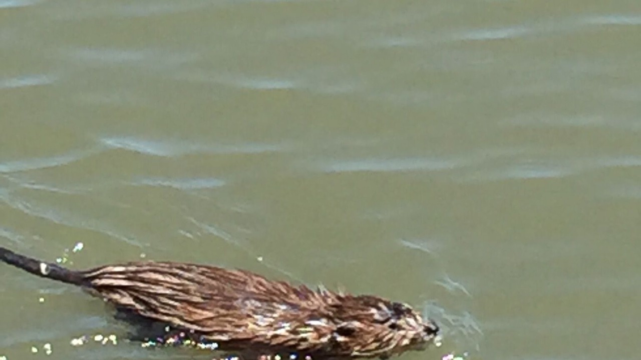 Photo of Others in Broadkill Beach