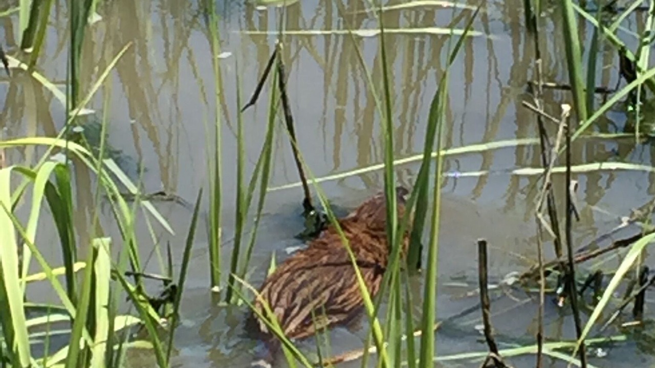 Photo of Outdoor in Broadkill Beach