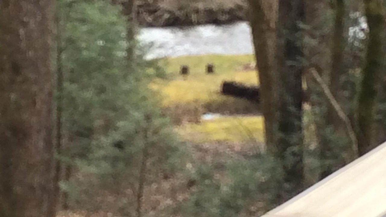 Photo of Others in Tanglewood