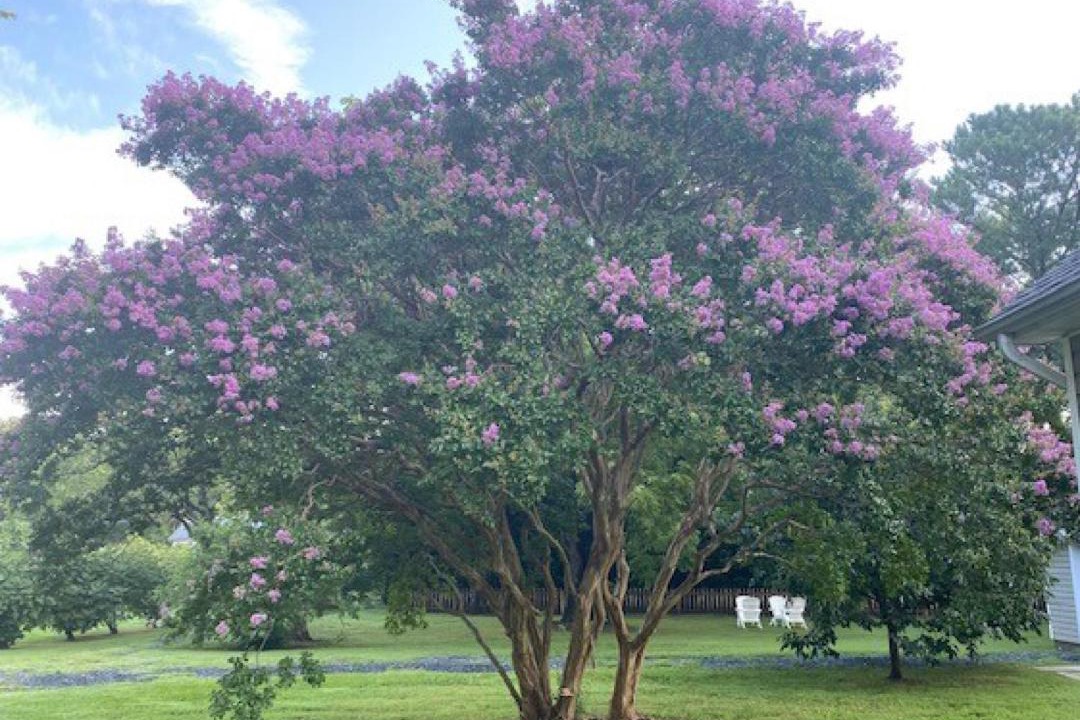 Photo of Outdoor in Tilghman