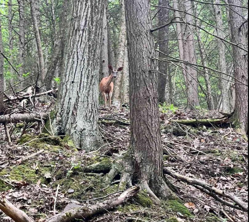 Photo of Others in Wellsboro