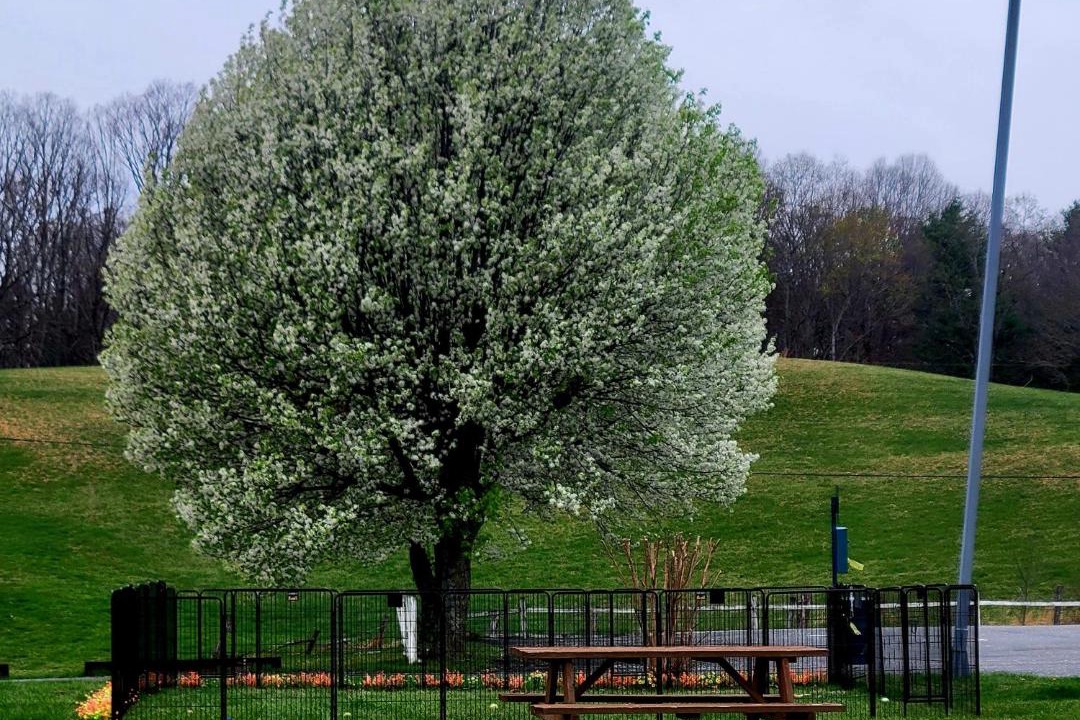 Photo of Outdoor in Max Meadows