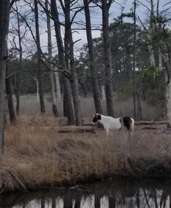 Photo of Others in Piney Island