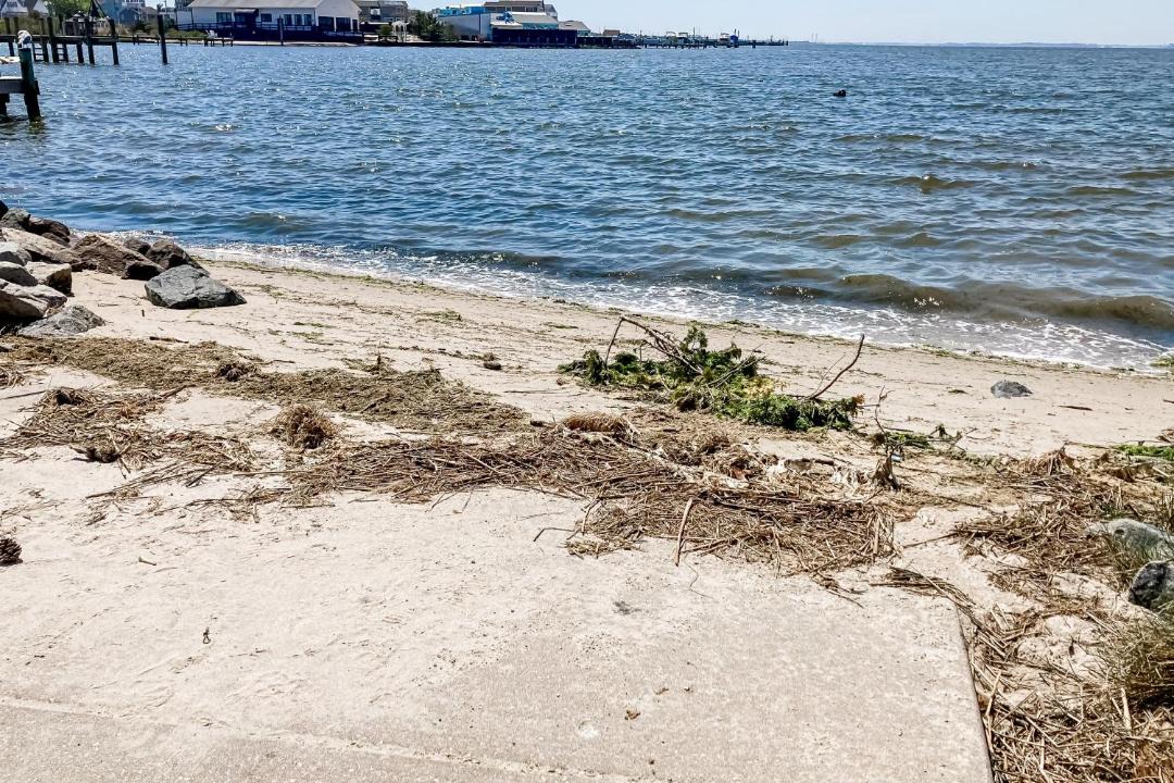 Photo of Others in Seabreeze