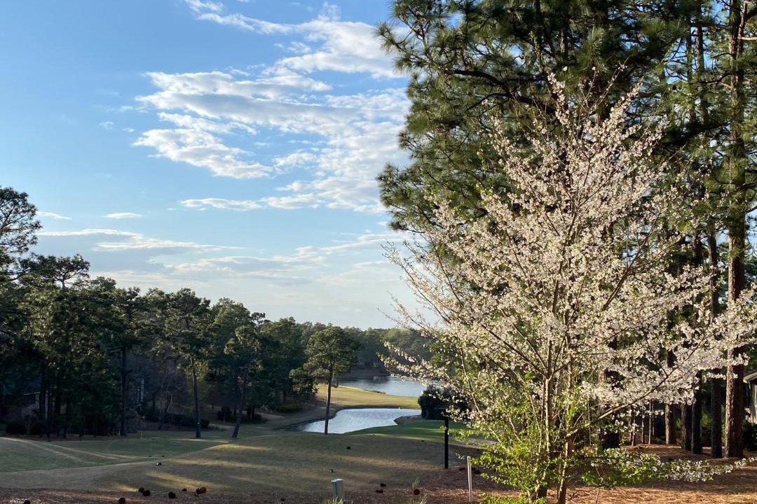 Photo of Others in Pinehurst