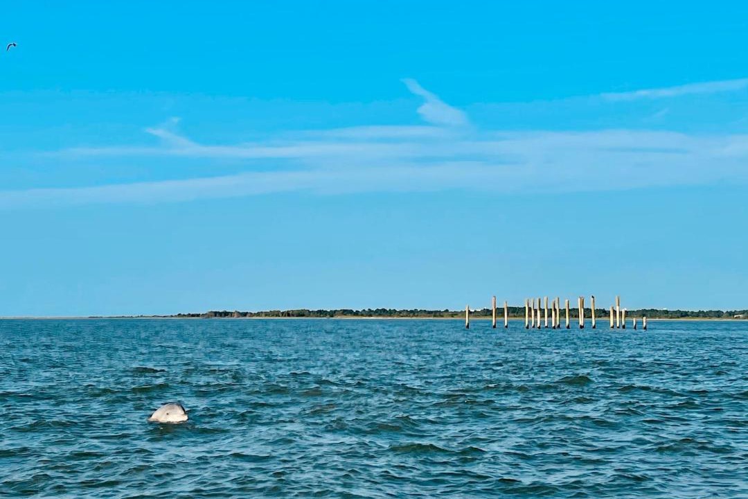 Photo of Others in Chincoteague