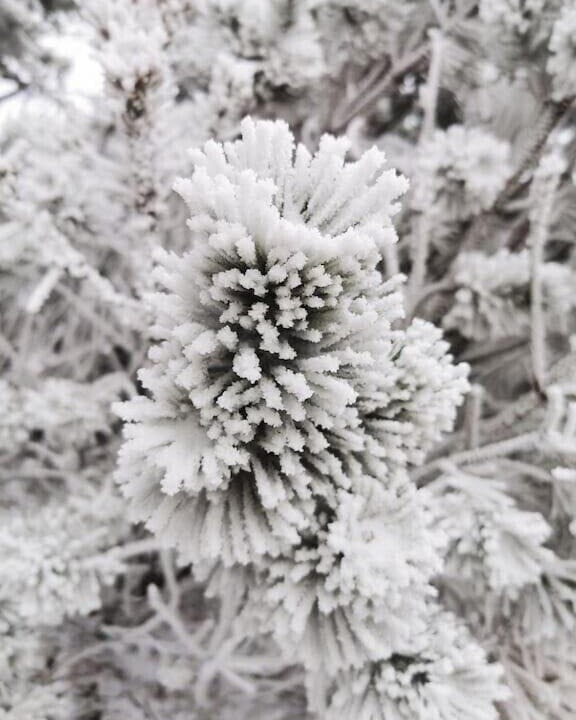 Photo of Others in Snowshoe
