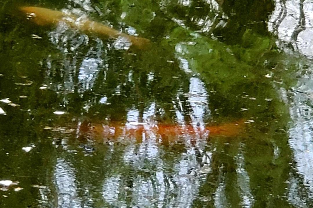 Photo of Others in Limekiln